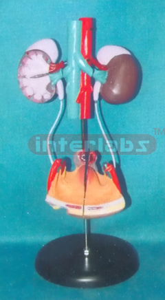 FEMALE UROGENITAL SYSTEM ON STAND With ADRENAL GLAND